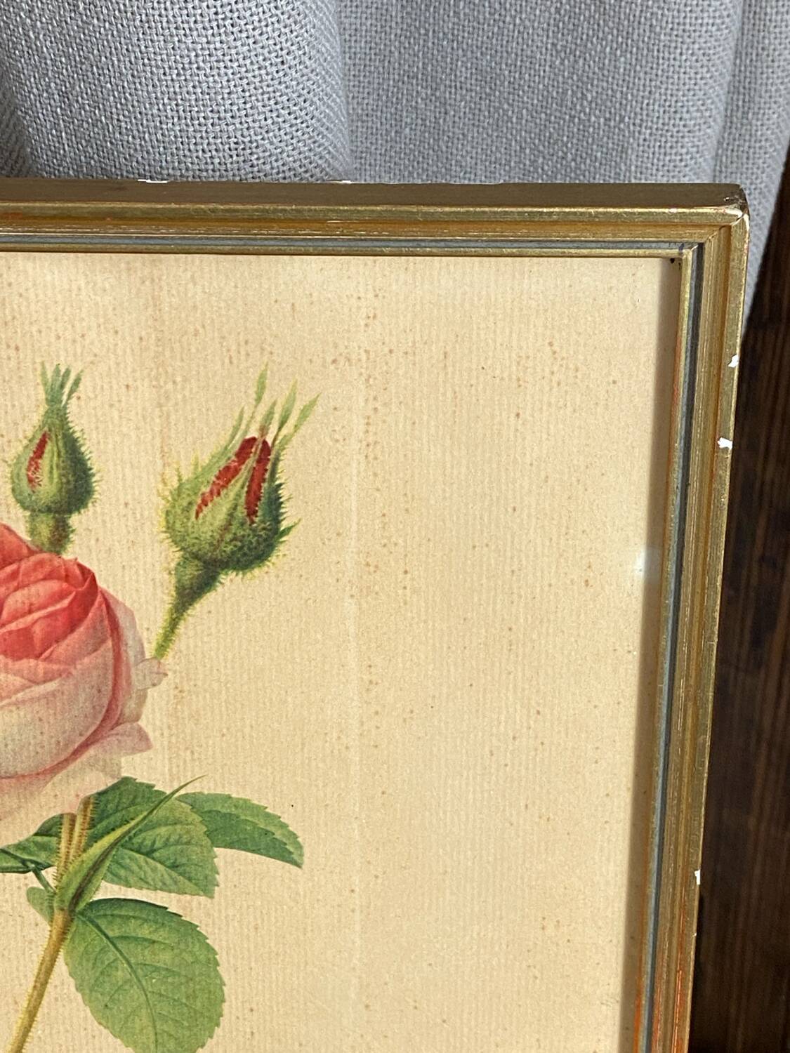 Framed botanical poster, rose bush