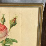Framed botanical poster, rose bush