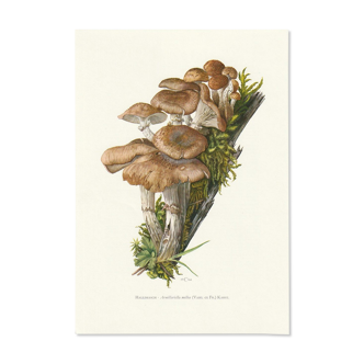 Impression scolaire vintage d'un agaric au miel