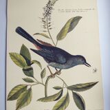 Antique bird engraving - The Bird-Cat - Zoological plate by Seligmann & Catesby