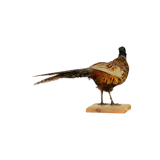 Mounted ringneck pheasant on wooden plank taxidermy