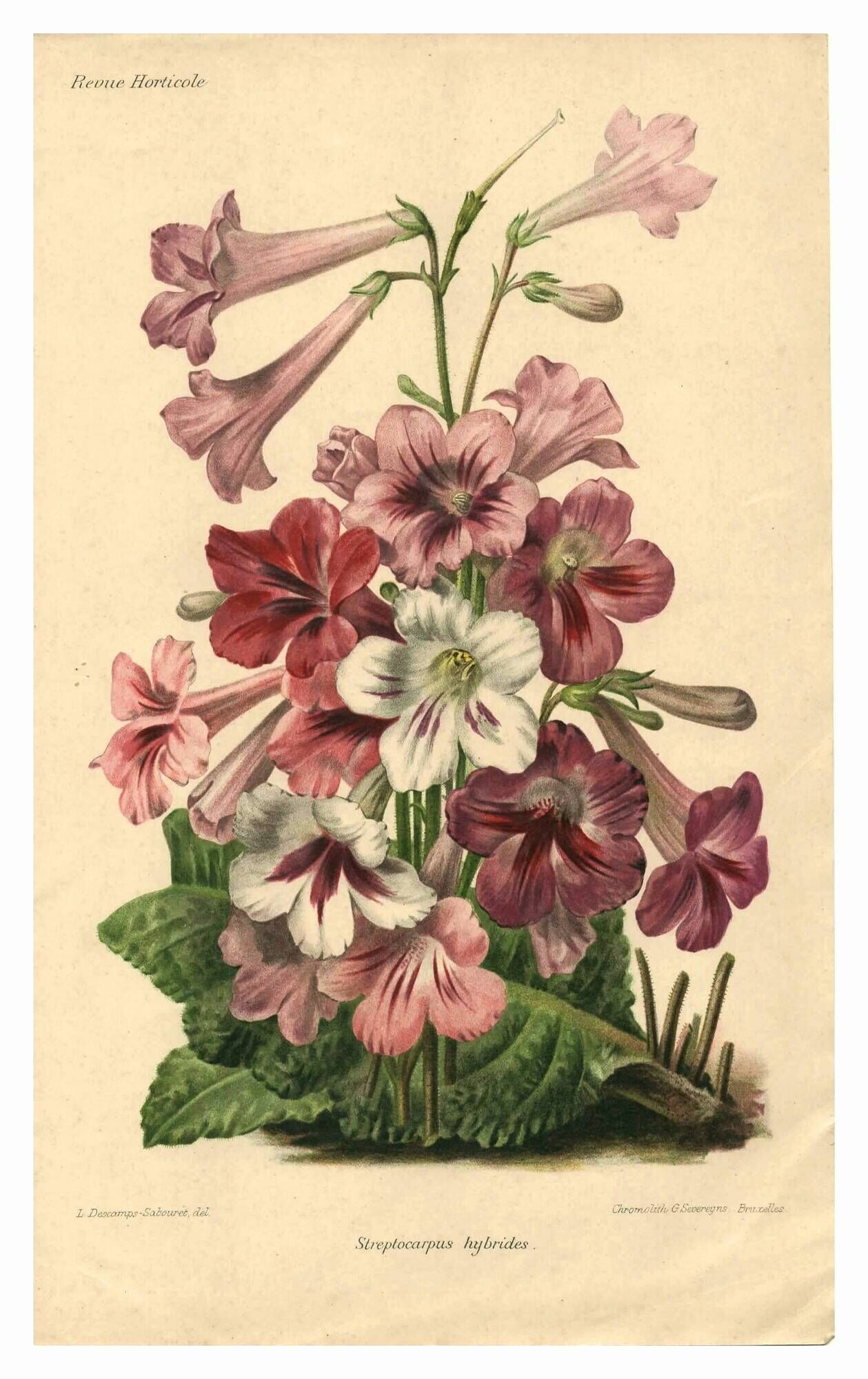 Botanical engraving from 1896 by Descamps-Sabouret • Streptocarpus hybrids • Old lithograph