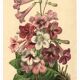 Botanical engraving from 1896 by Descamps-Sabouret • Streptocarpus hybrids • Old lithograph