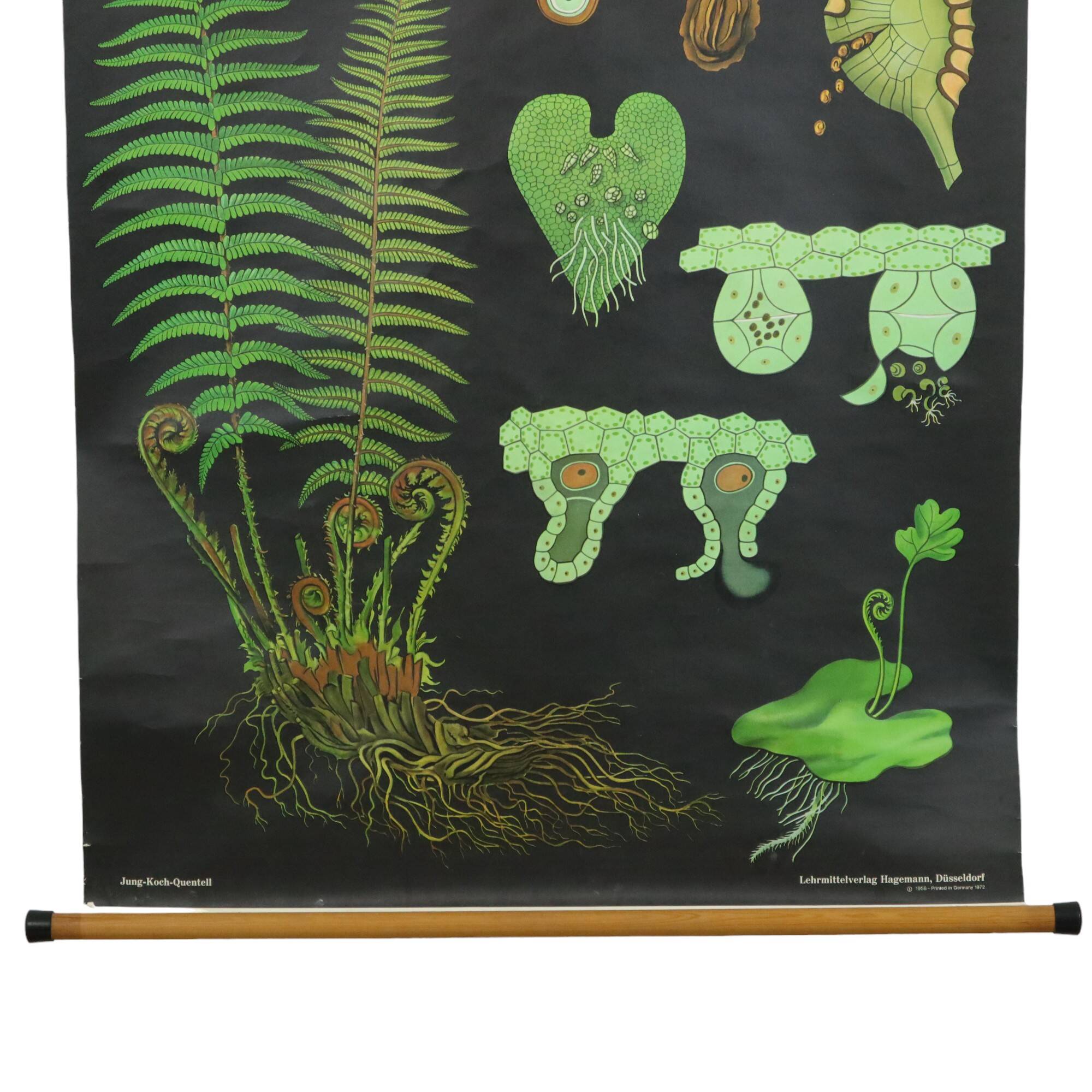 Large Vintage School Map The Fern Jung Koch Quentell 117cm