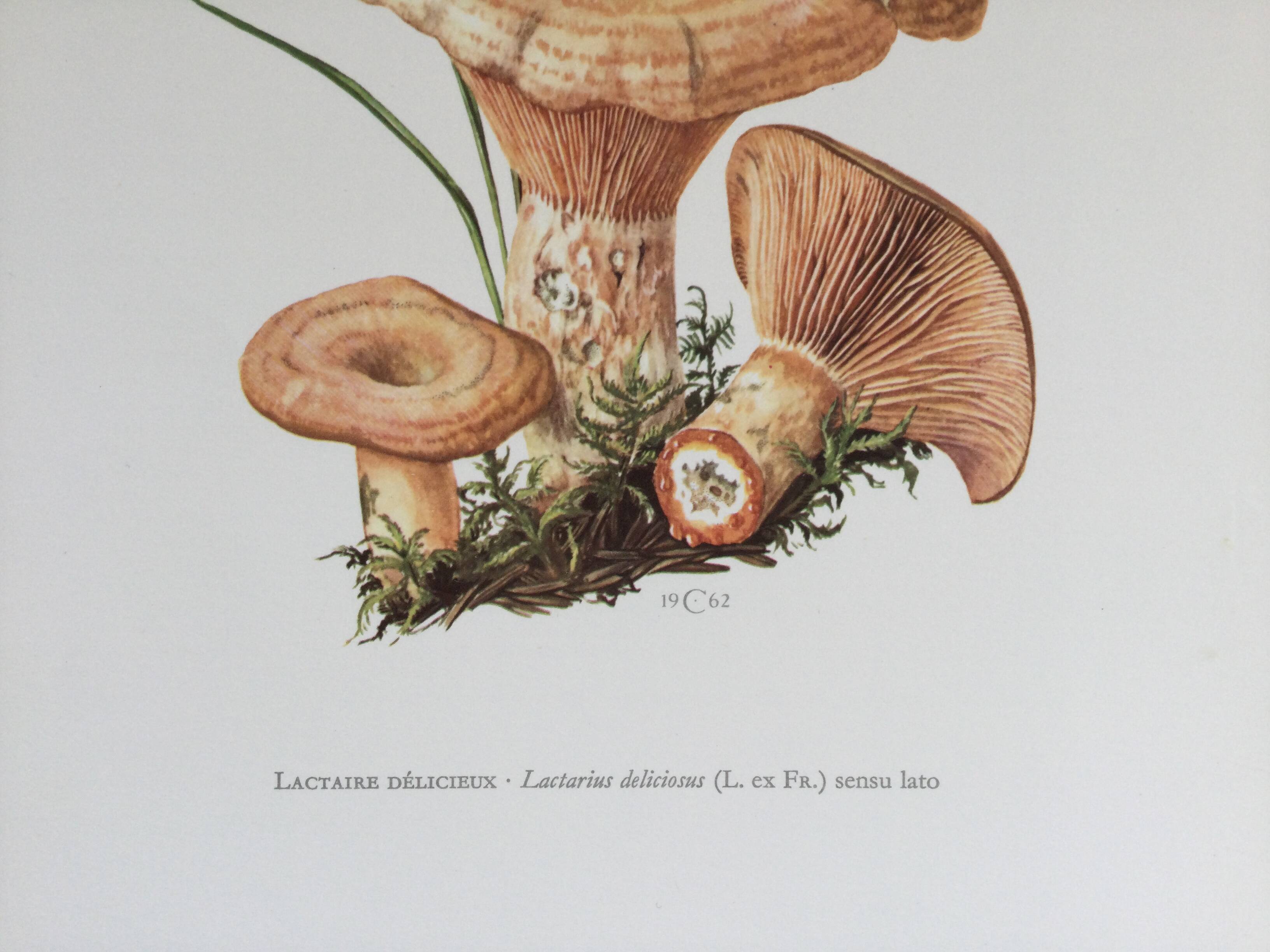 Botanical illustration "mushrooms", 1960s