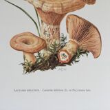 Botanical illustration "mushrooms", 1960s