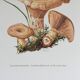 Illustration botanique "champignons", années 60