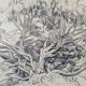 Louis John Endres (1896-1989) - Dessin au fusain sur papier - Genevrier  Toutliat, Grand Atlas Maroc