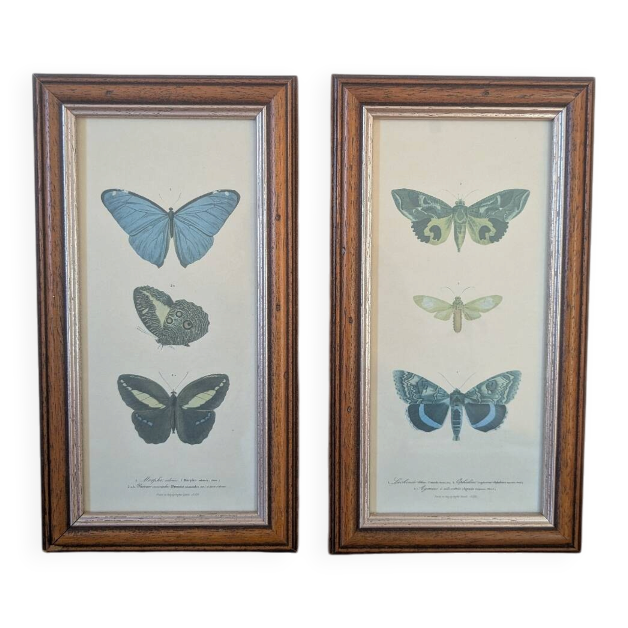 Lithographies de papillons