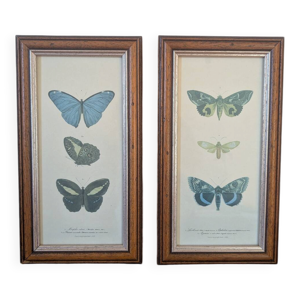 Lithographies de papillons