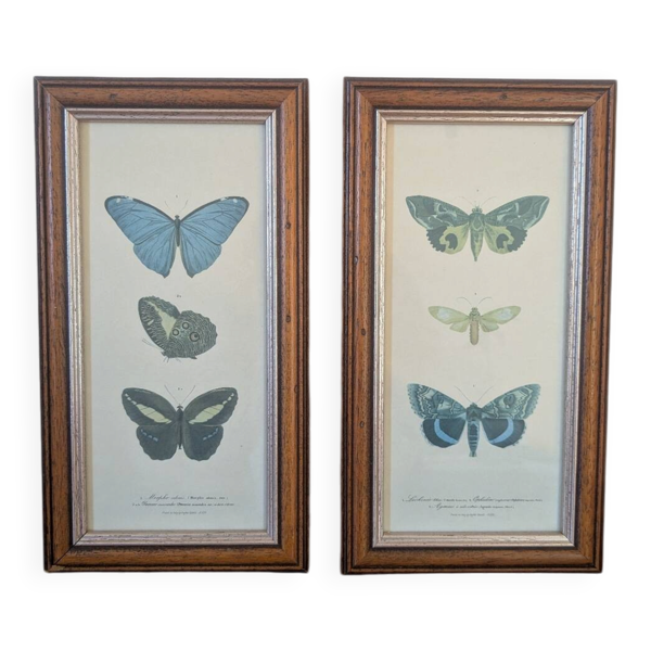 Lithographies de papillons — Beyit