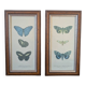 Lithographies de papillons