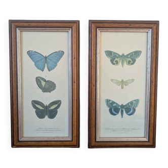 Lithographs of butterflies