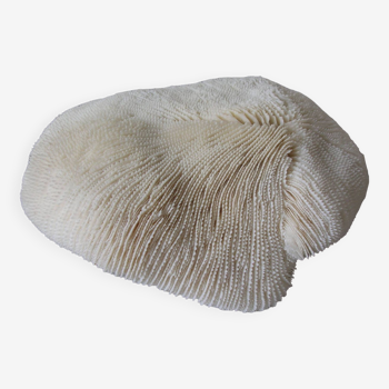 Ancien gros corail champignon Fungia 26 cm 1,6 kilo déco marine bord de mer
