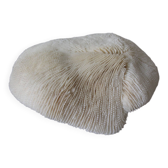 Ancien gros corail champignon Fungia 26 cm 1,6 kilo déco marine bord de mer