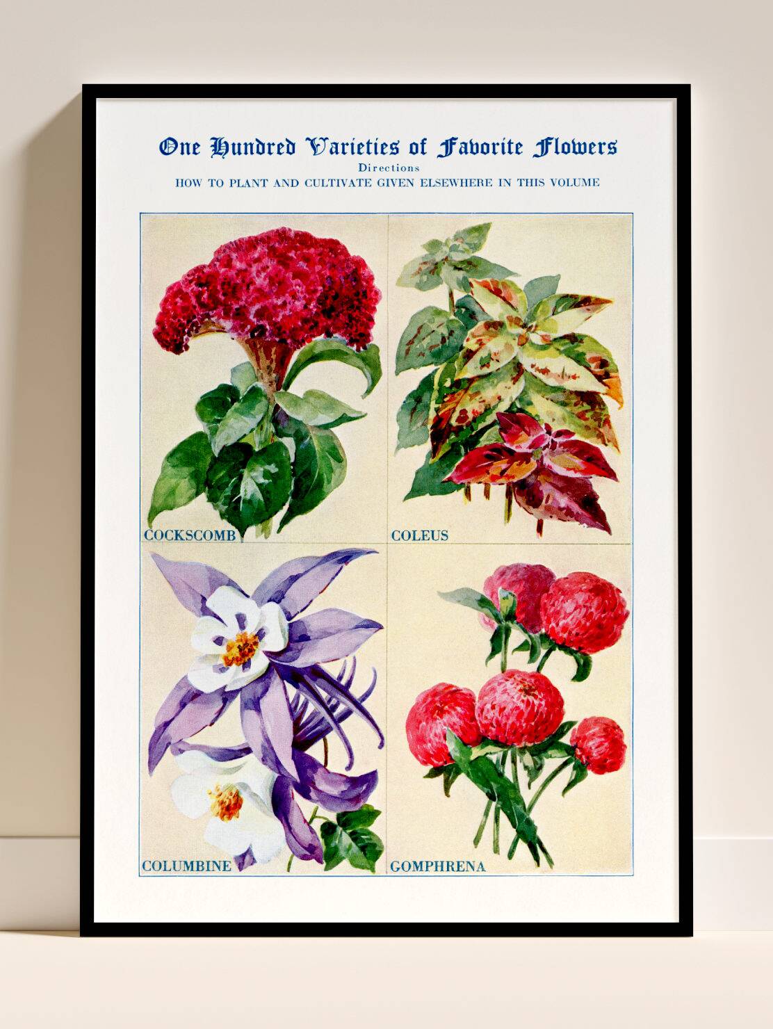 Poster about celosia, coleus, columbine and gomphrene