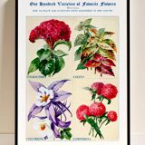 Poster about celosia, coleus, columbine and gomphrene