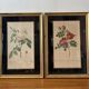 Pair of vintage botanical frames in gilded wood