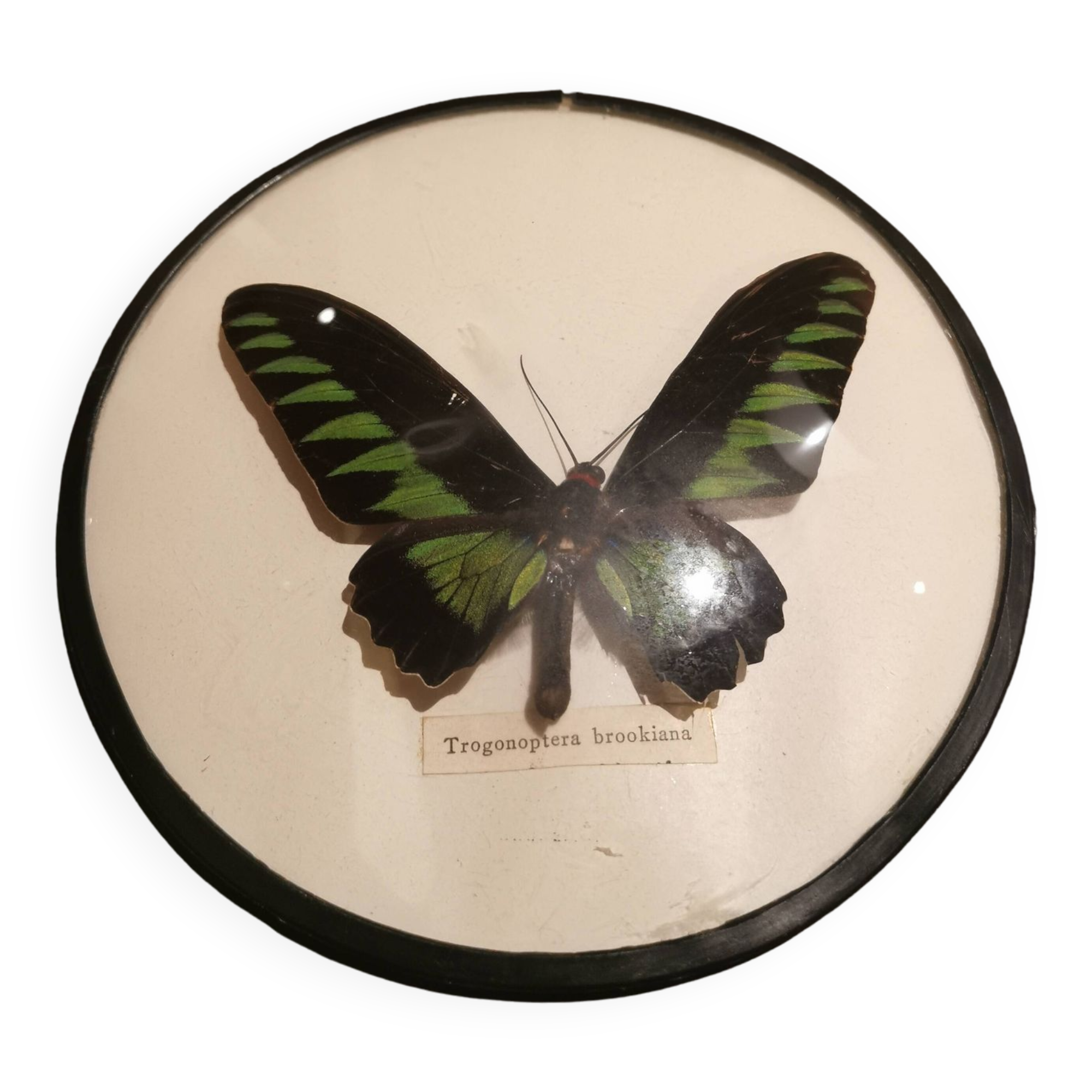 Curved naturalized butterfly frame