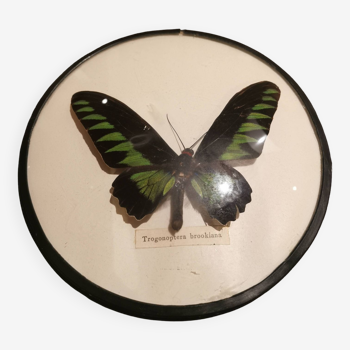 Curved naturalized butterfly frame