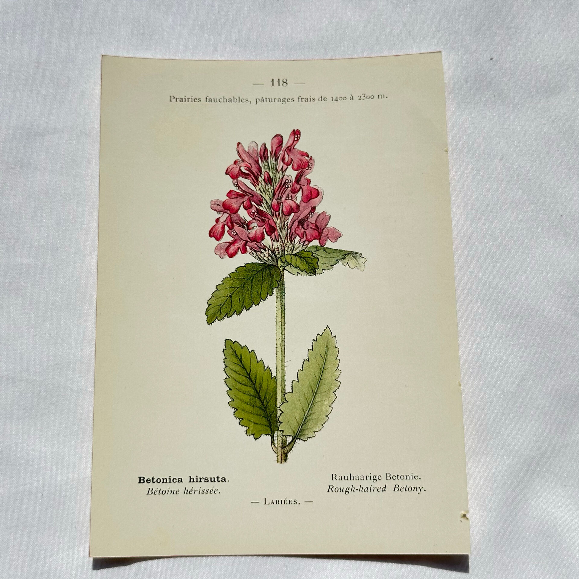 Old botanical engraving from the 19th century – Coloured plant illustration