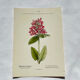Old botanical engraving from the 19th century – Coloured plant illustration