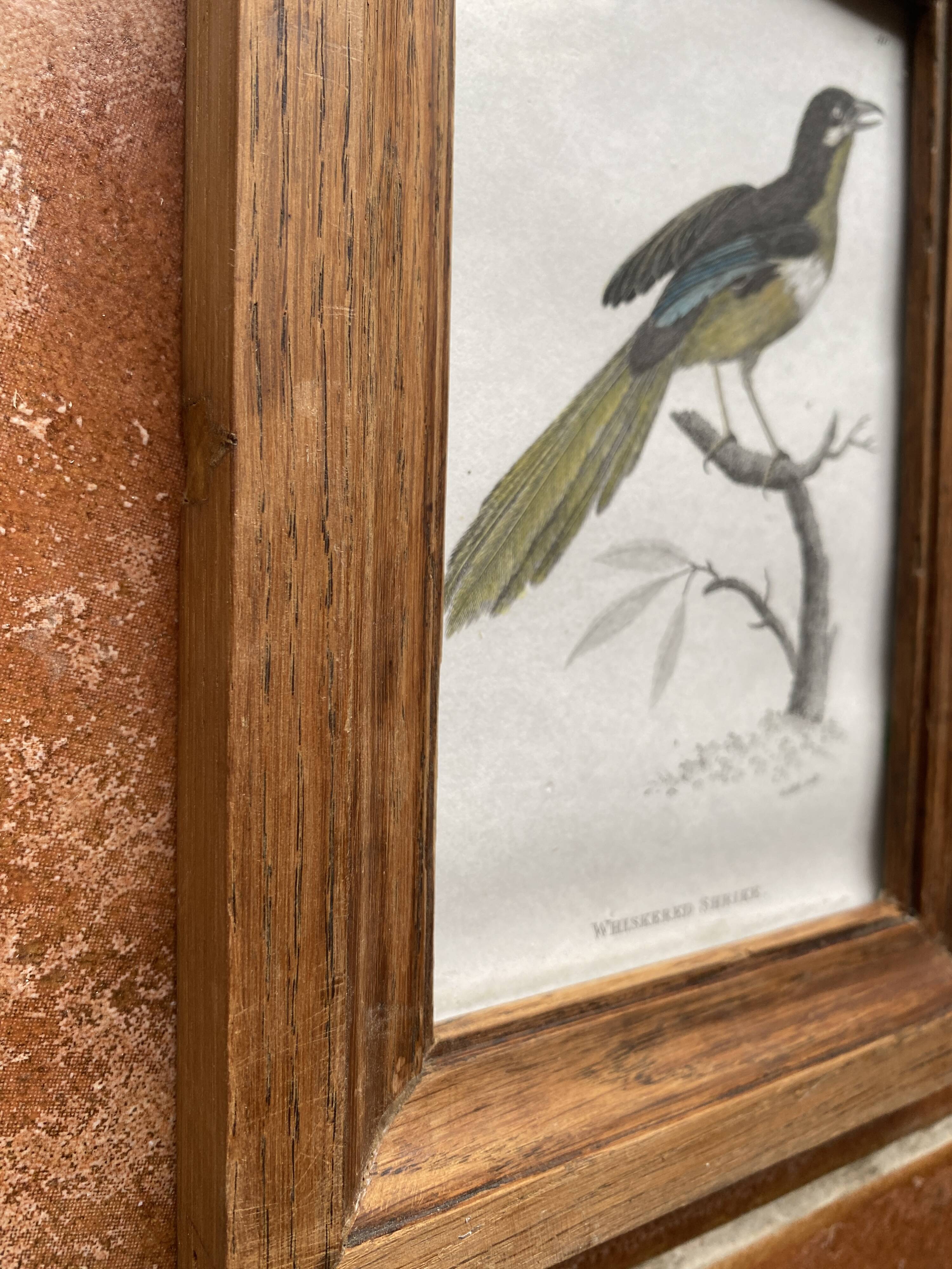 Gravure 19e, cadre bois vitré