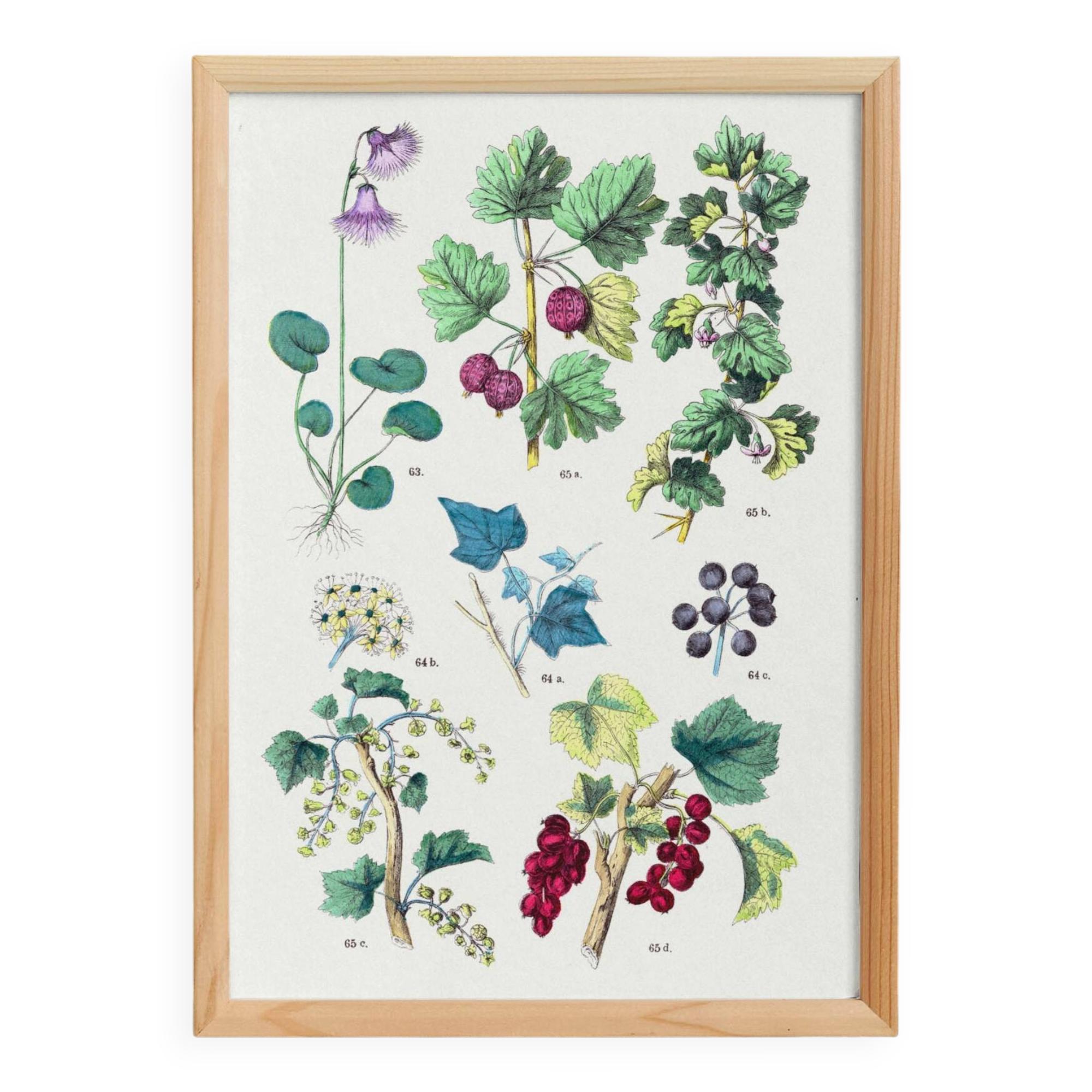 Poster about plants, based on an 1881 engraving "ivy"