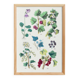 Poster about plants, based on an 1881 engraving "ivy"