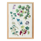 Poster about plants, based on an 1881 engraving "ivy"