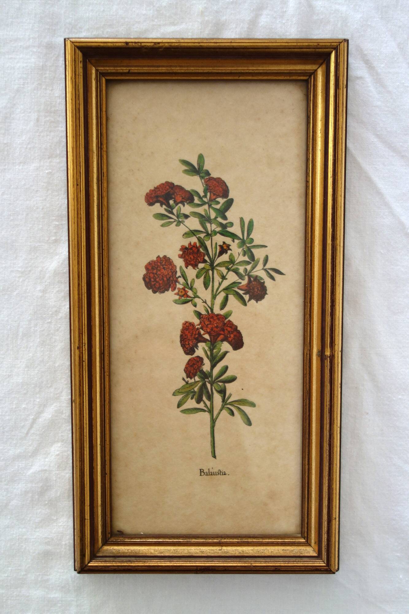 Set of 4 vintage plant botanical lithograph paintings