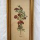 Set of 4 vintage plant botanical lithograph paintings
