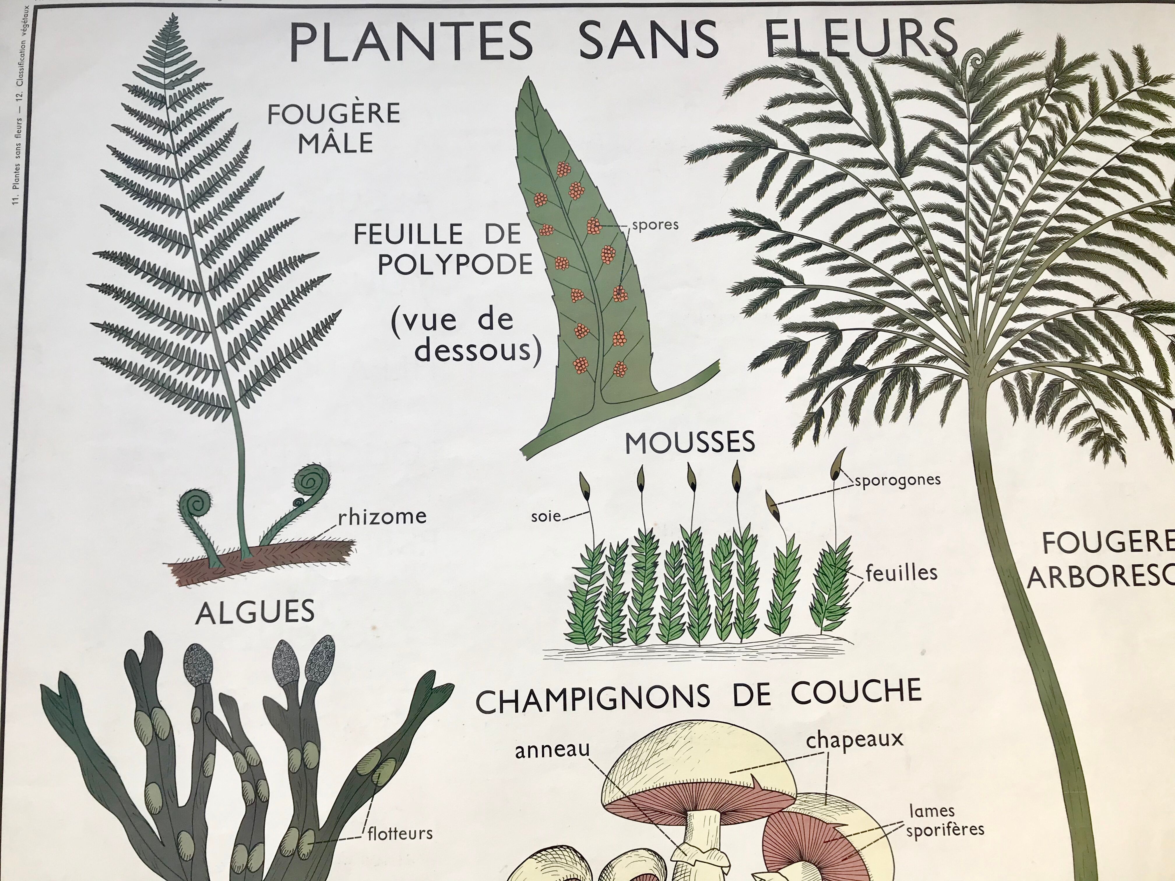 Rossignol pedagogical poster