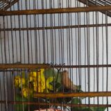 Old cage