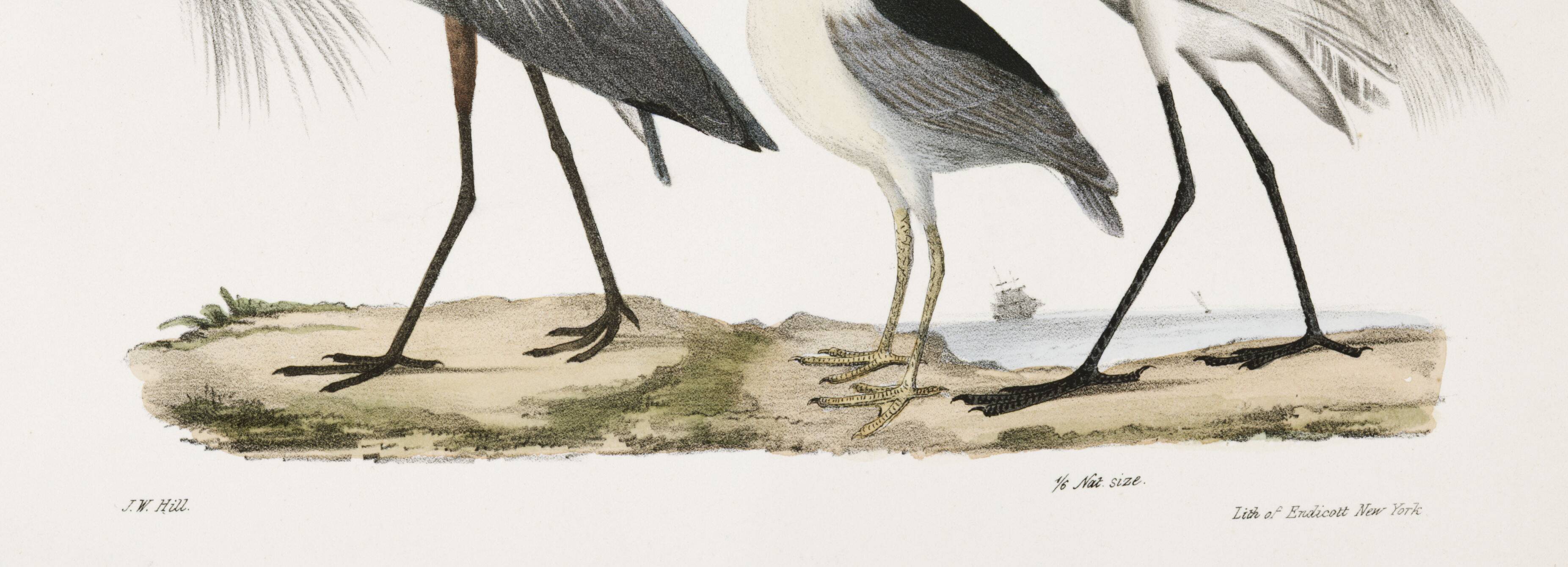 Affiche sur les hérons, d'après une lithographie ancienne de 1842.