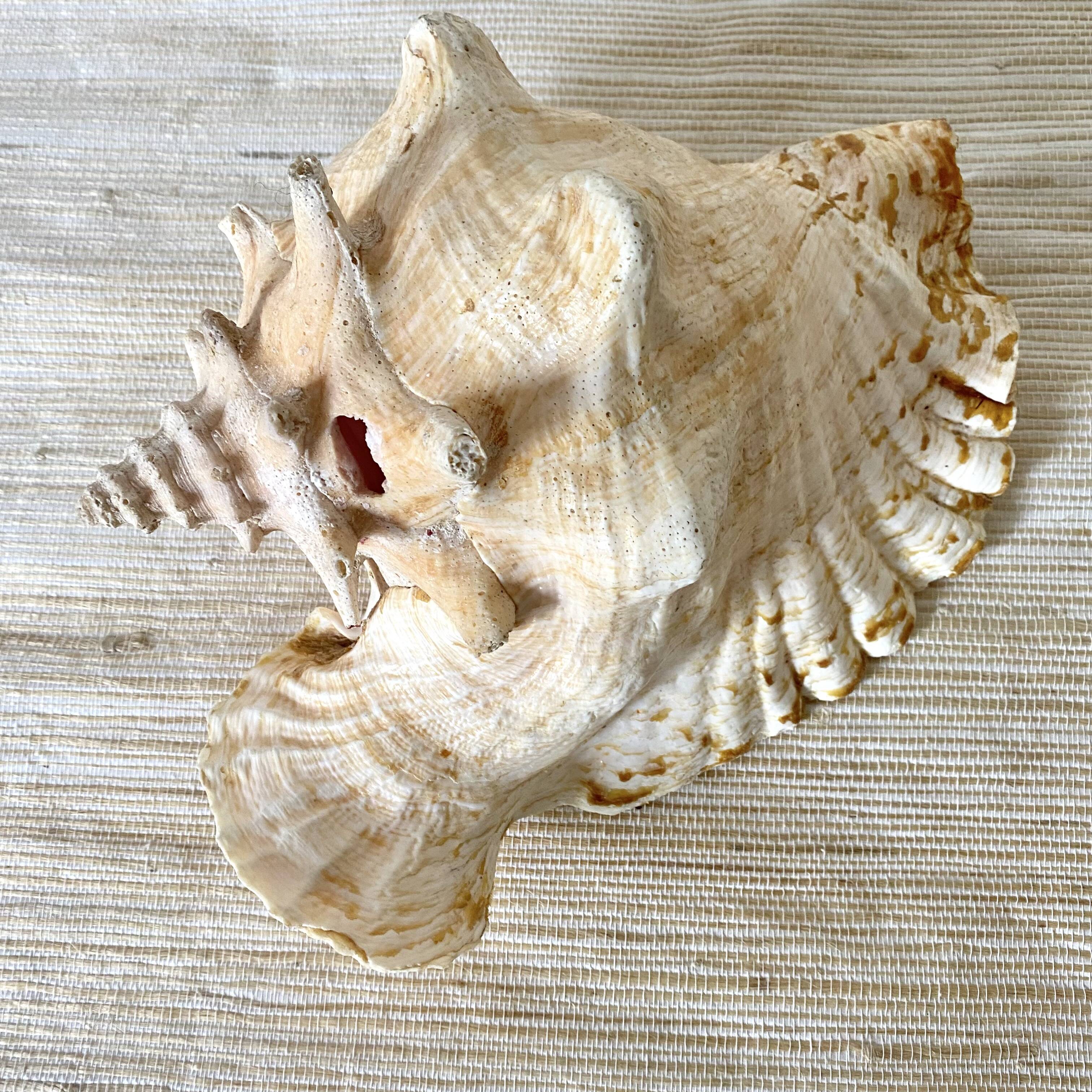 Real shell, conch, great conch