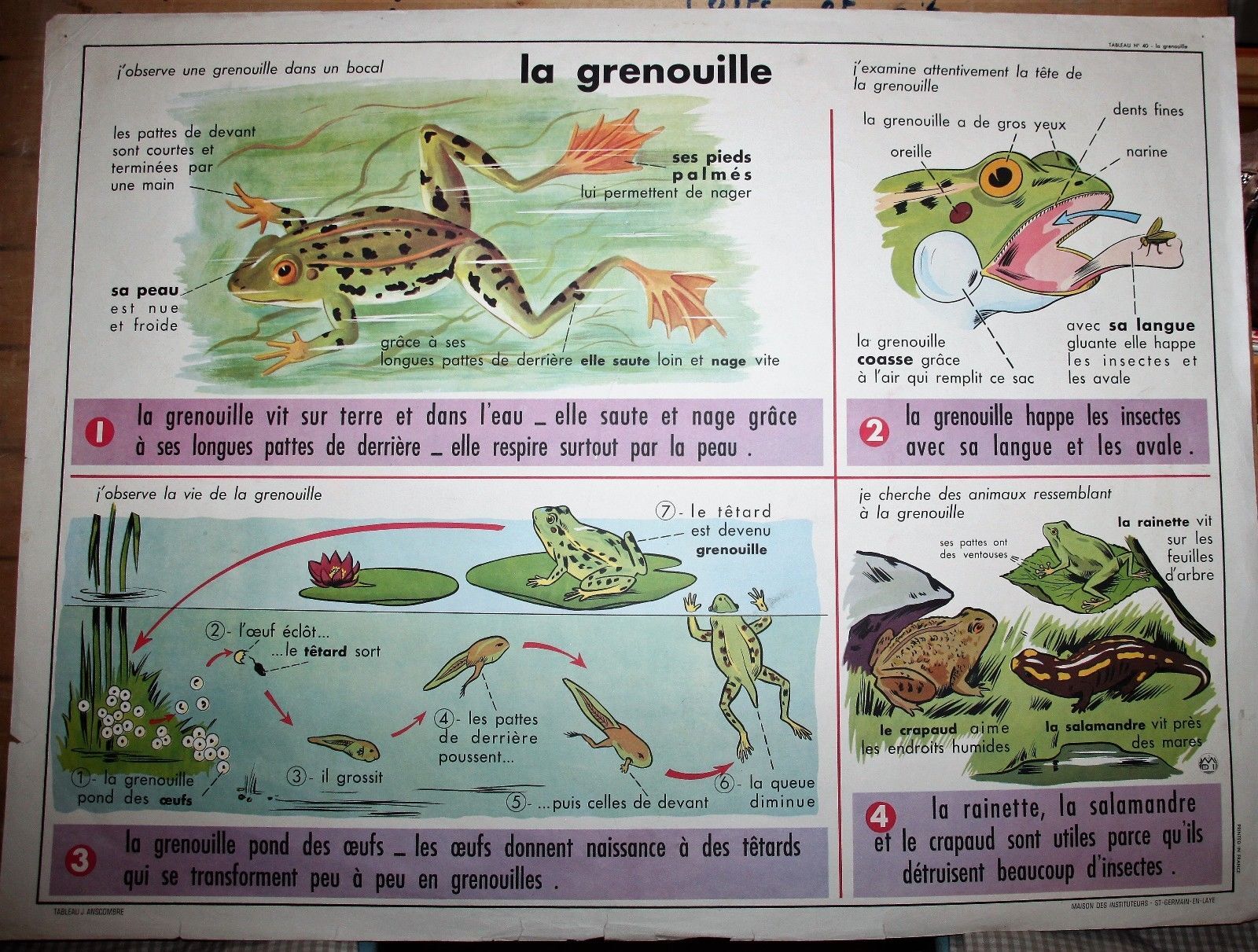 School poster old mdi the frog and insect 39 and 40