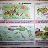 School poster old mdi the frog and insect 39 and 40