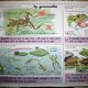 School poster old mdi the frog and insect 39 and 40