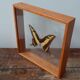 Butterfly frame