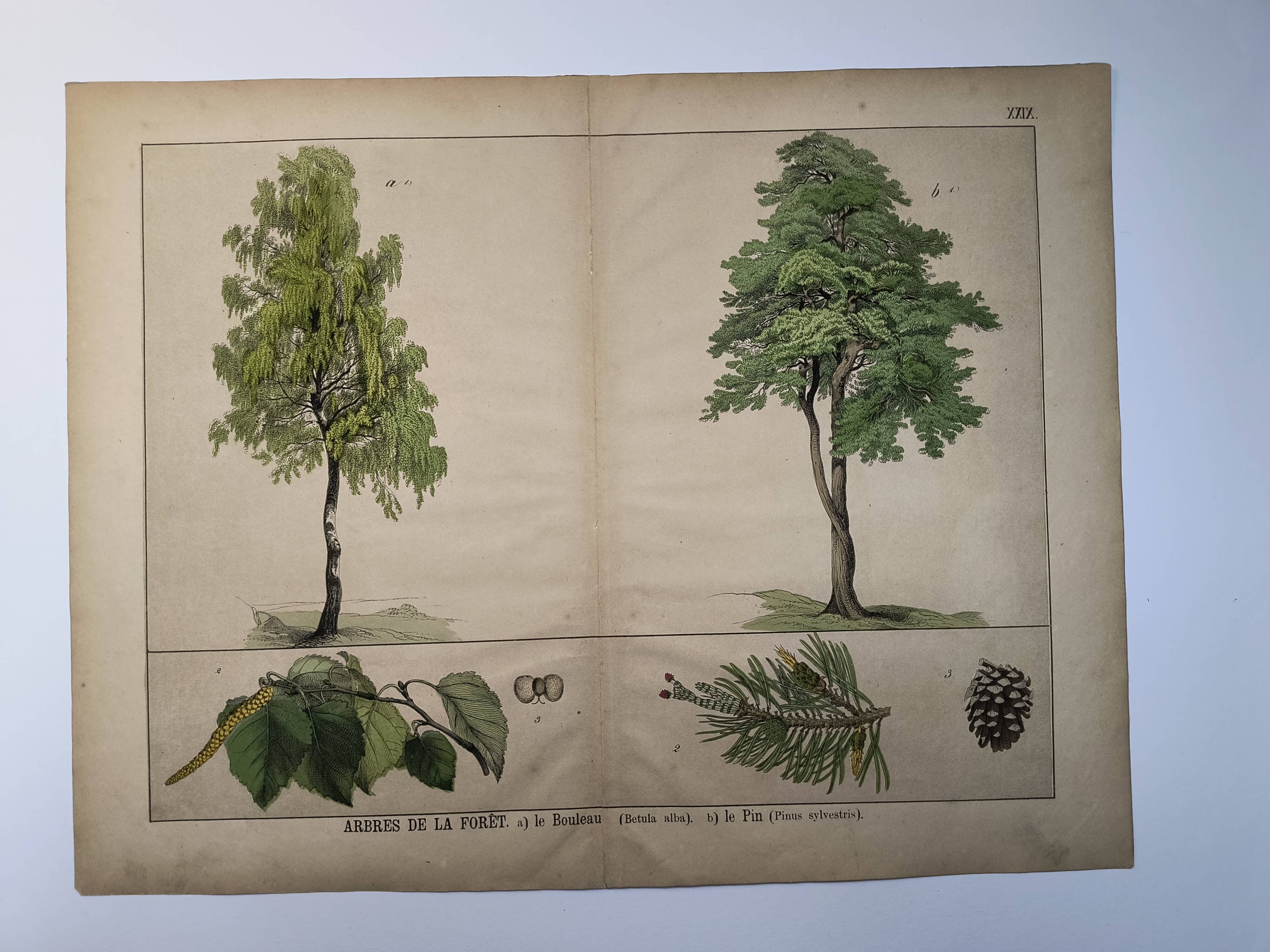 Planche botanique 1870. Arbres : Bouleau et Pin. Gravure ancienne