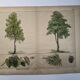 Planche botanique 1870. Arbres : Bouleau et Pin. Gravure ancienne