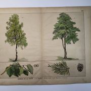 Planche botanique 1870. Arbres : Bouleau et Pin. Gravure ancienne