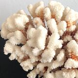 Coral on its foot
