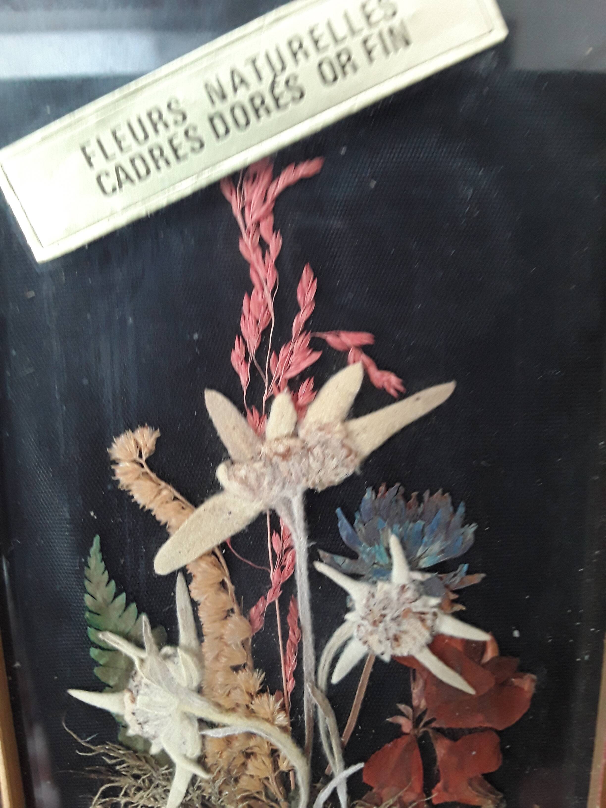 Herbarium frame under vintage glass