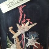 Herbarium frame under vintage glass