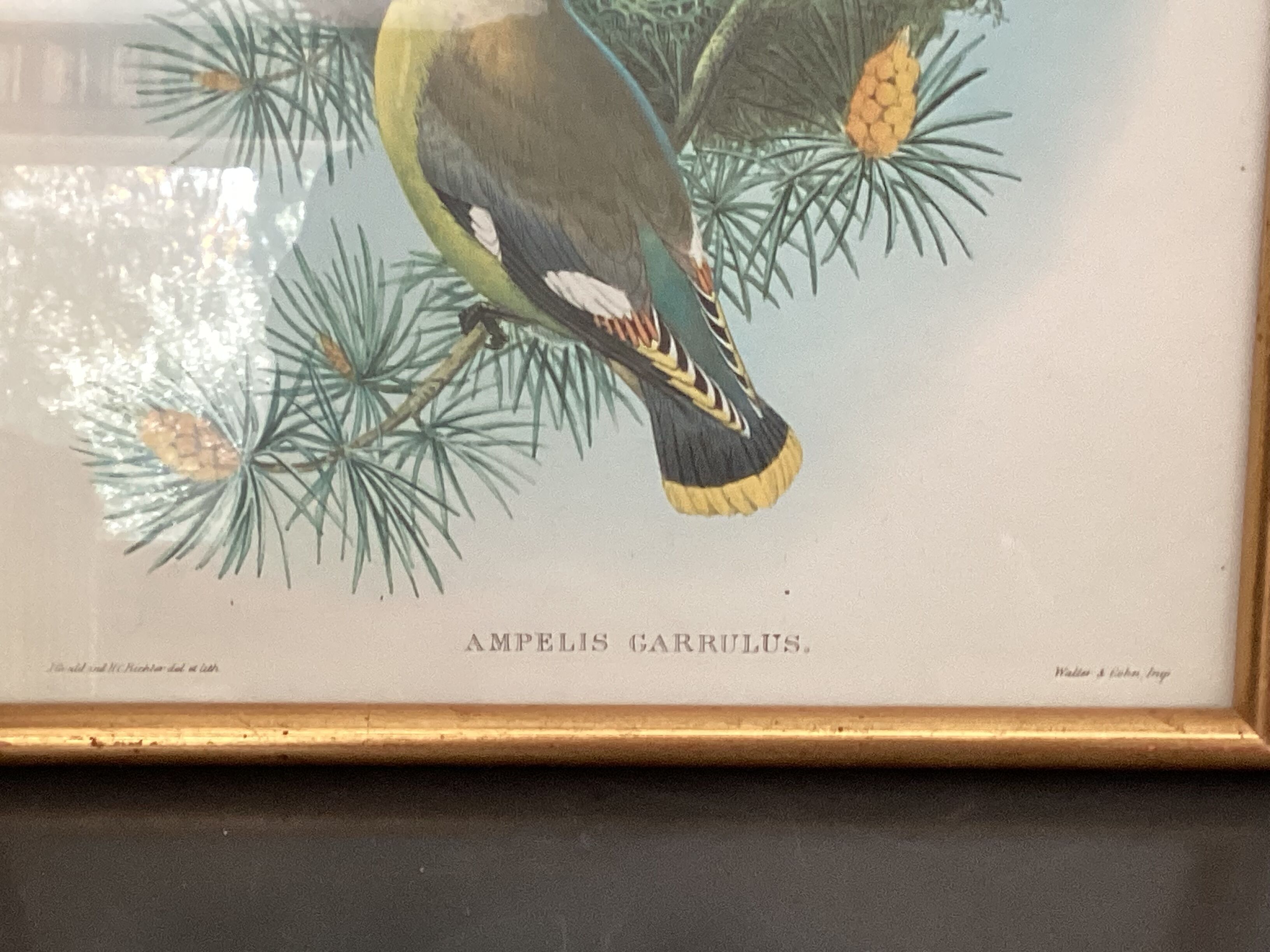 4 John Gould lithographs