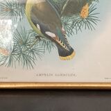 4 lithographies John Gould