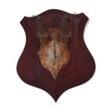 Hunting Trophy