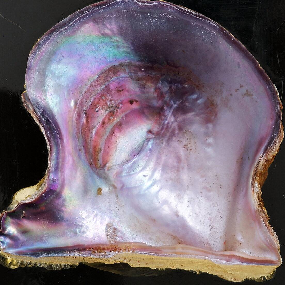 Jean Claude Dresse / Pierre Giraudon Inclusion of Pearl Oyster Shell